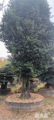 高度300厘米金弹子