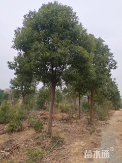 10公分香樟