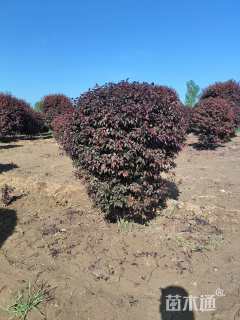 高度120厘米密枝红叶李球