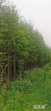 10公分水杉