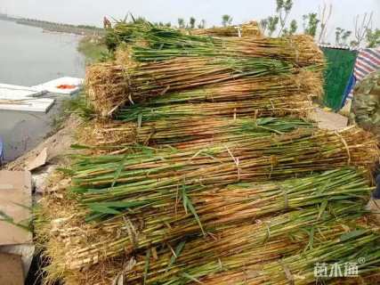 高度90厘米芦苇