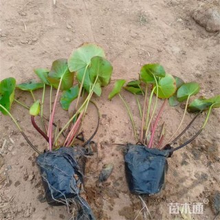高度28厘米睡莲