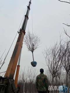 高度350厘米罗宾逊海棠