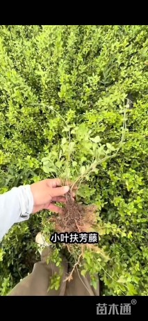 15厘米小叶扶芳藤