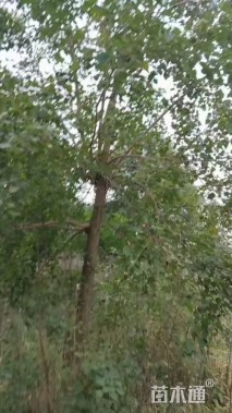 10公分大叶女贞