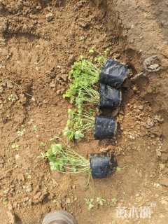 高度10厘米红花酢浆草