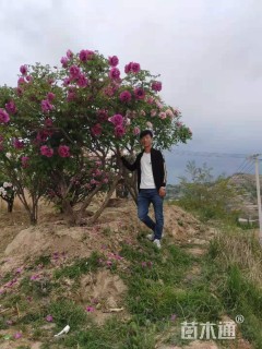 高度180厘米牡丹