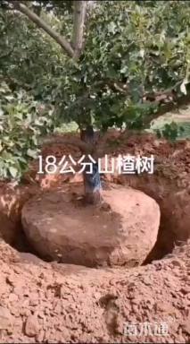 18公分山楂树