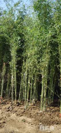 地栽苗四季竹