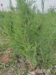 高度50厘米柽柳