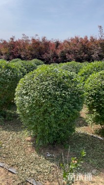 冠幅180厘米小叶女贞球