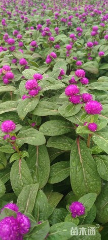 高度25厘米千日红