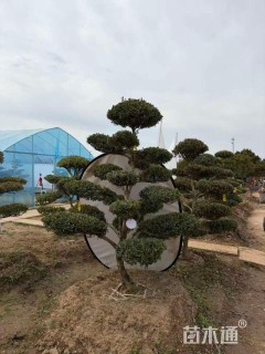 高度150厘米黄杨