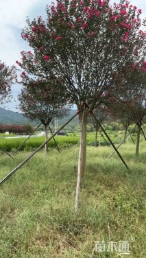 高度300厘米天鹅绒紫薇