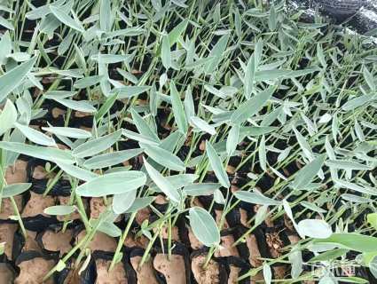 高度15厘米再力花