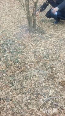 10公分鸡爪槭