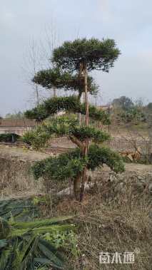 10公分罗汉松