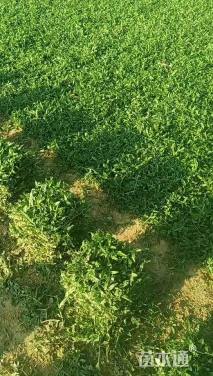 大叶油草