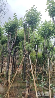 18公分洋紫荆