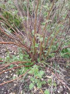 高度120厘米珍珠梅