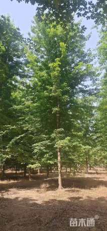 17公分北美枫香