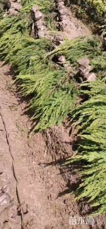 高度50厘米龙柏