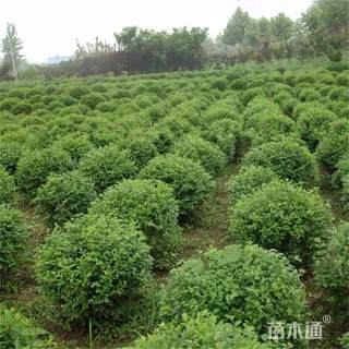 冠幅180厘米水蜡球