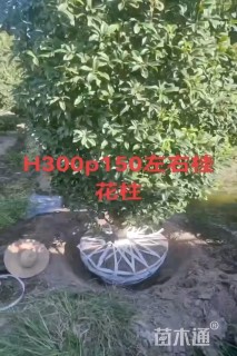 高度250厘米桂花柱