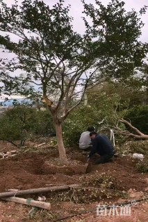 高度400厘米茶梅