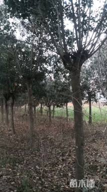 移栽苗大叶女贞