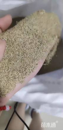 百慕大草种子