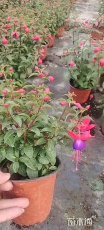 高度20厘米倒挂金钟