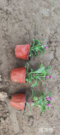 高度15厘米千日红