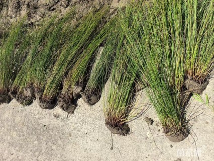 高度50厘米灯心草