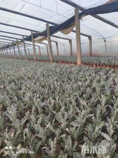 高度15厘米银叶菊