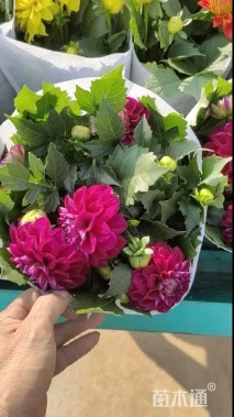 高度30厘米小丽花