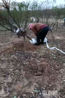 5公分榆叶梅