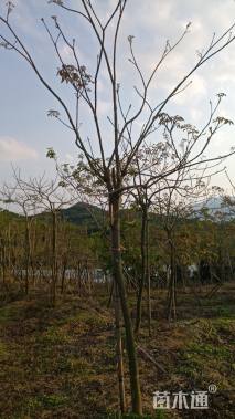 6公分紫花风铃木