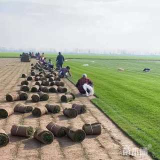 草卷状四季青草坪