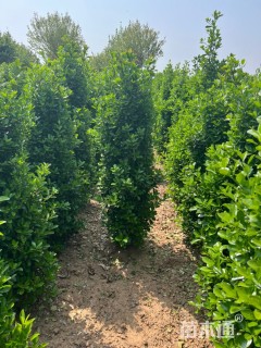 高度200厘米大叶黄杨柱