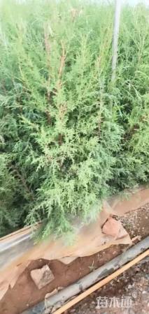 高度100厘米西藏柏木