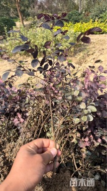 高度40厘米红花继木