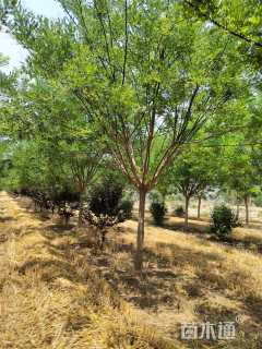 15公分国槐