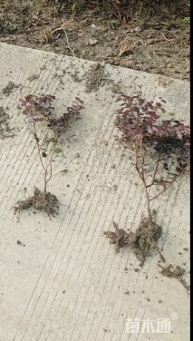 高度30厘米红花继木