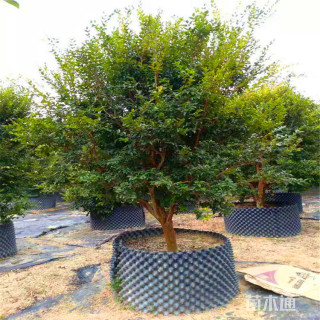 高度400厘米嘉宝果