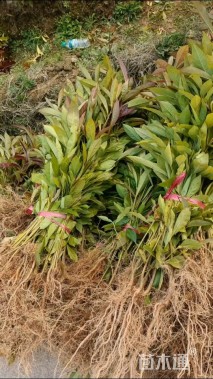 高度40厘米木荷小苗