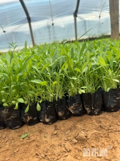 高度14厘米金鸡菊