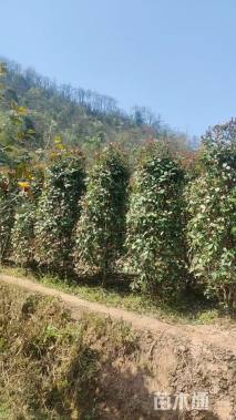 高度180厘米红叶石楠柱