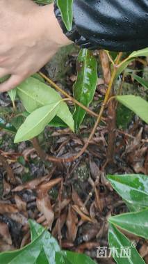 高度100厘米青珊瑚