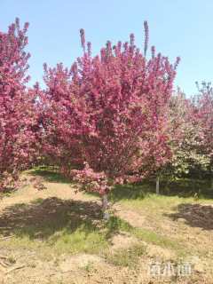 12公分亚当海棠